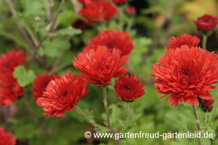 Chrysanthemum x grandiflorum hellrot – Garten-Chrysantheme