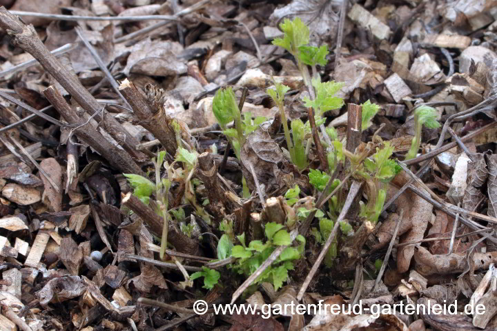 Clematis heracleifolia – Großblättrige Waldrebe, Austrieb