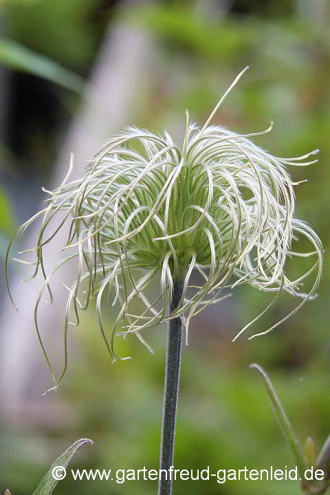 Clematis integrifolia – Ganzblättrige Waldrebe, Samenstand