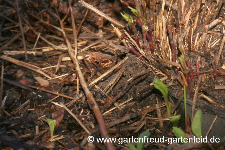 Coreopsis verticillata 'Grandiflora' – Mädchenauge, Netzblattstern; Wurzelsperre