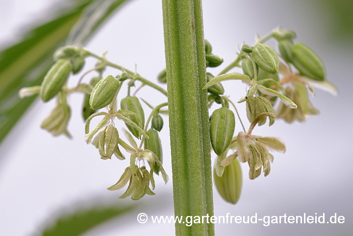 Datisca cannabina (Scheinhanf) – weibliche Blüten