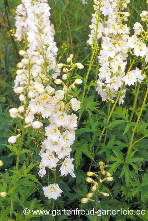 Delphinium Pacific-Gruppe 'Galahad' – Pacific-Rittersporn