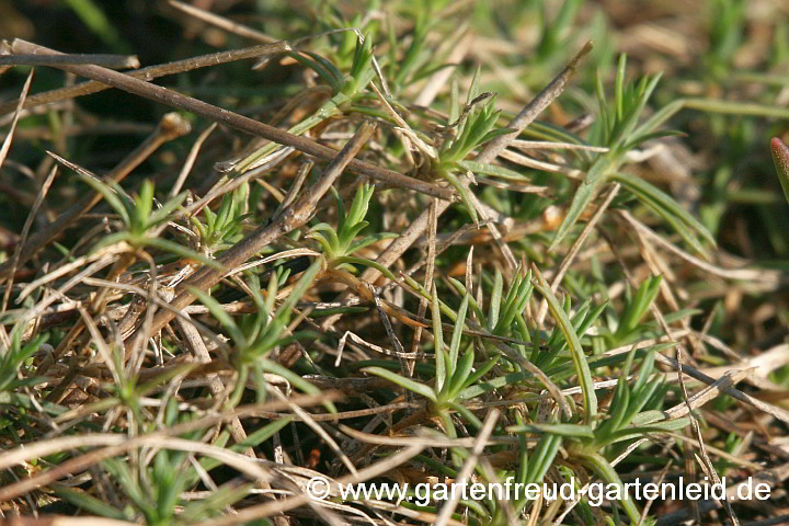 Dianthus arenarius – Gewöhnliche Sand-Nelke