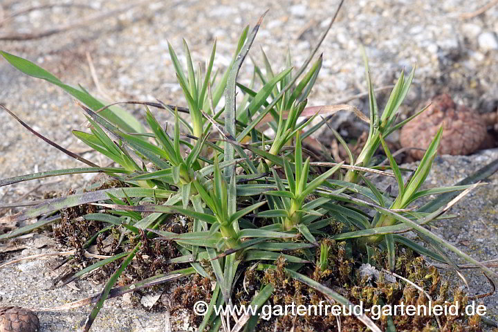 Dianthus carthusianorum – Karthäuser-Nelke