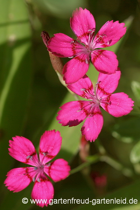 Dianthus deltoides – Heide-Nelke