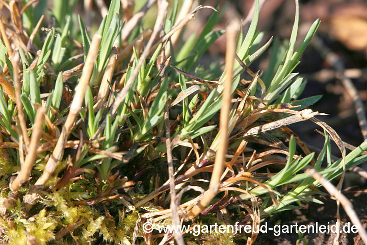 Dianthus knappii – Schwefel-Nelke, Austrieb