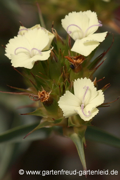 Dianthus knappii – Schwefel-Nelke