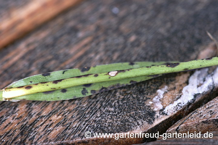 Nelkenschwärze an Dianthus knappii – Schwefel-Nelke