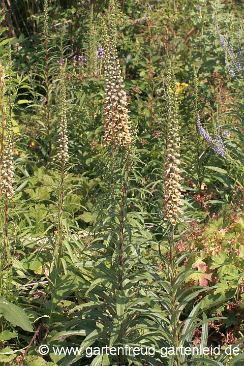 Digitalis ferruginea – Rostiger oder Rostfarbiger Fingerhut