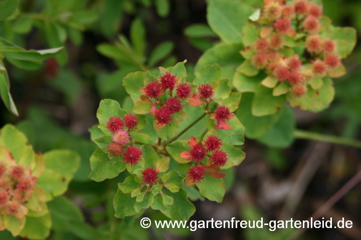 Euphorbia epithymoides – Vielfarbige Wolfsmilch