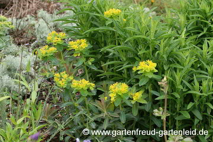 Winterhart: Euphorbia epithymoides – Vielfarbige Wolfsmilch, Gold-Wolfsmilch