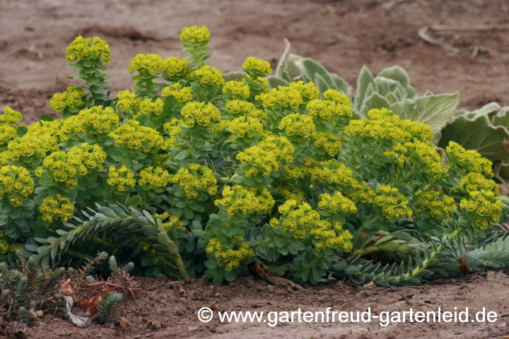 Winterhart: Euphorbia myrsinites – Walzen- oder Myrten-Wolfsmilch