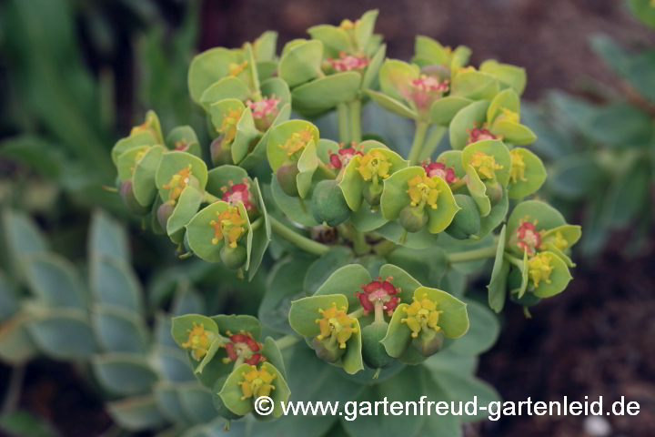 Euphorbia myrsinites (Walzen- oder Myrten-Wolfsmilch) – Blütenstand mit Fruchtansatz