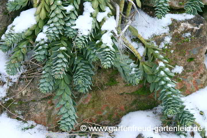 Euphorbia myrsinites – Walzen- oder Myrten-WolfsmilchWolfsmilch