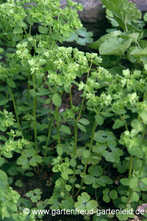 Euphorbia peplus – Garten-Wolfsmilch