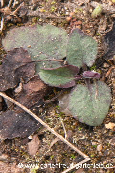 Eurybia divaricata (Aster divaricatus) – Weiße Wald-Aster, Sämling