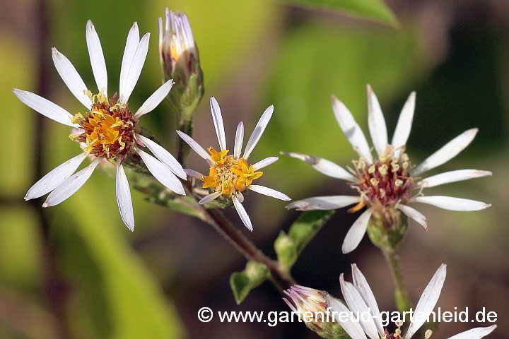 Eurybia macrophylla (Aster macrophyllus) – Großblättrige Aster, Blüten