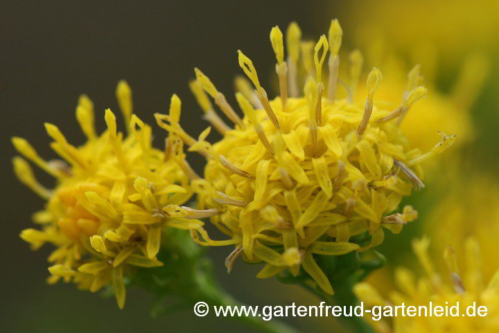 Galatella linosyris – Goldhaar-Aster, Blüten