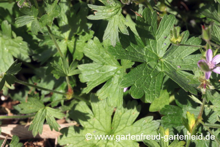 Geranium asphodeloides subsp. asphodeloides – Affodil-Storchschnabel – Blätter