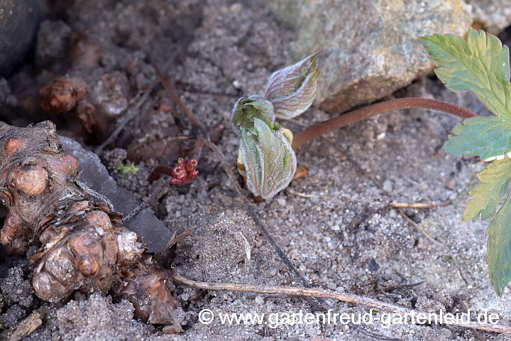 Geranium maculatum – Gefleckter Storchschnabel, Austrieb und Rhizom