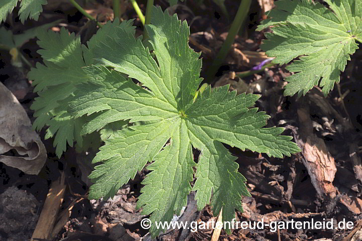 Geranium sylvaticum – Bergwiesen-Storchschnabel, Blatt