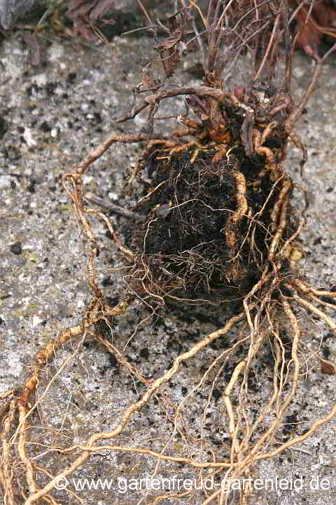 Gillenia trifoliata (Nördliche Dreiblattspiere) – Wurzeln