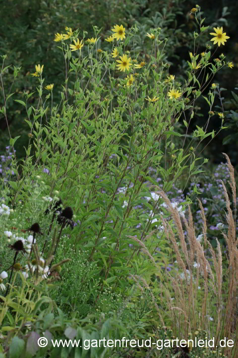 Helianthus 'Lemon Queen' – Stauden-Sonnenblume, Kleinköpfige oder Kleinblumige Sonnenblume