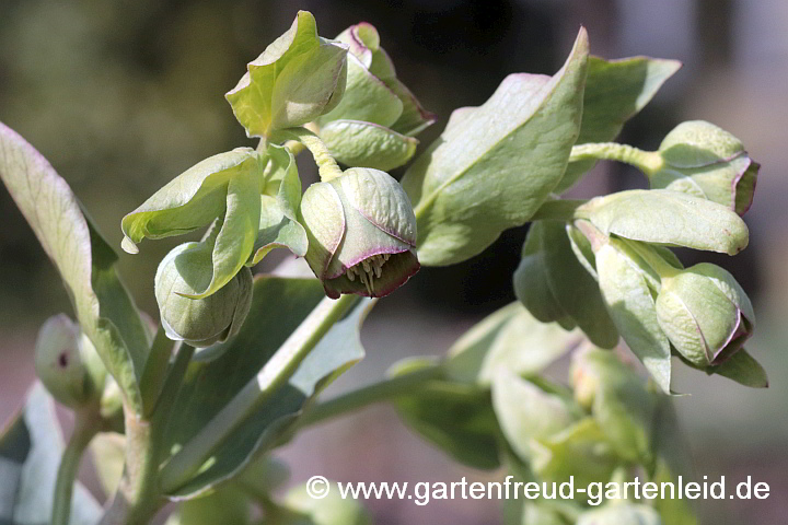 Helleborus foetidus – Stinkende Nieswurz, Blüten