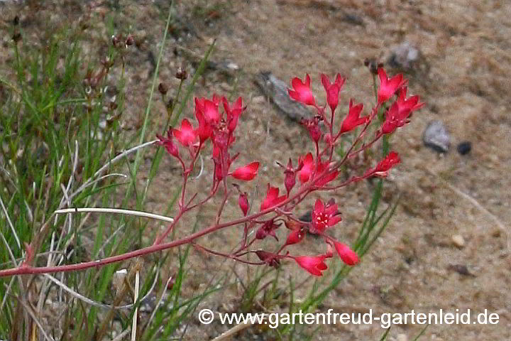 Heuchera sanguinea – Blut-Purpurglöckchen, Blüten