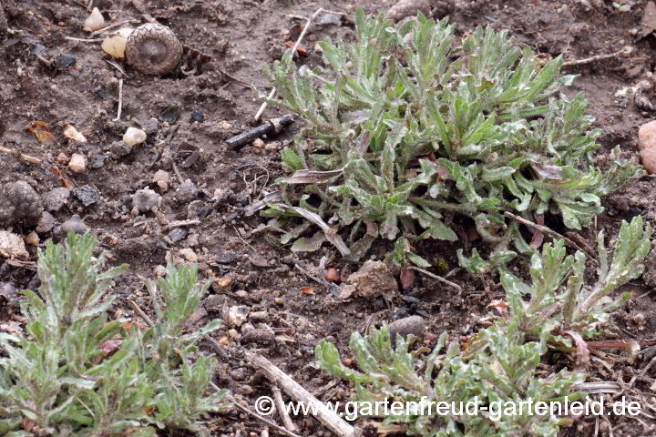 Jasione montana – Berg-Sandglöckchen, überwinterte Pflanzen