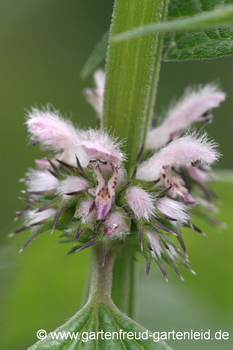 Leonurus cardiaca (Echtes Herzgespann, Löwenschwanz) – Blüten