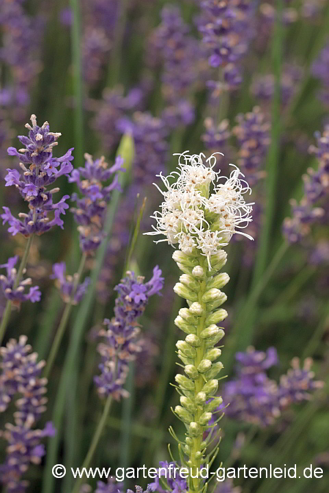Liatris spicata 'Floristan Weiß' (Ährige Prachtscharte) mit Lavandula angustifolia (Lavendel)