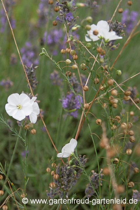 Linum perenne 'Album' (Stauden-Lein) mit Lavandula angustifolia (Echter Lavendel)