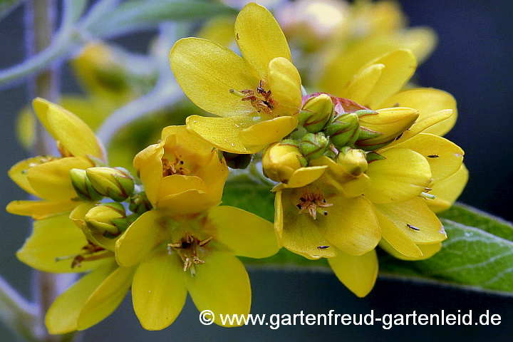 Lysimachia vulgaris – Gewöhnlicher Gilbweiderich, Blüten