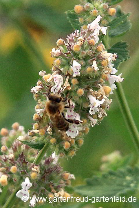 Nepeta cataria (Echte Katzenminze) mit Honigbiene