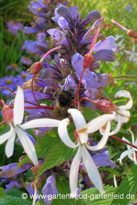 Nepeta subsessilis (Sitzende Katzenminze) mit Gillenia-Blüten