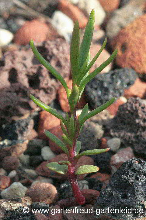 Penstemon pinifolius – Pinienblättriger Bartfaden, Sämling