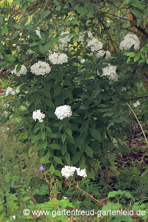 Phlox amplifolia 'Weiße Wolke' – Großblättriger Phlox