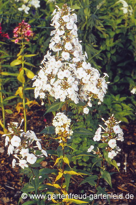 Phlox maculata 'Omega' – Wiesen-Flammenblume