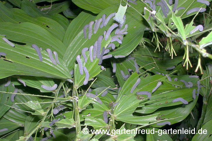 Afterraupen an Polygonatum x hybridum 'Weihenstephan' – Garten-Salomonssiegel