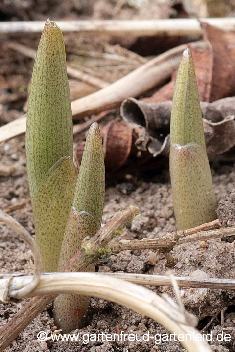 Polygonatum x hybridum 'Weihenstephan' – Garten-Salomonssiegel, Austrieb