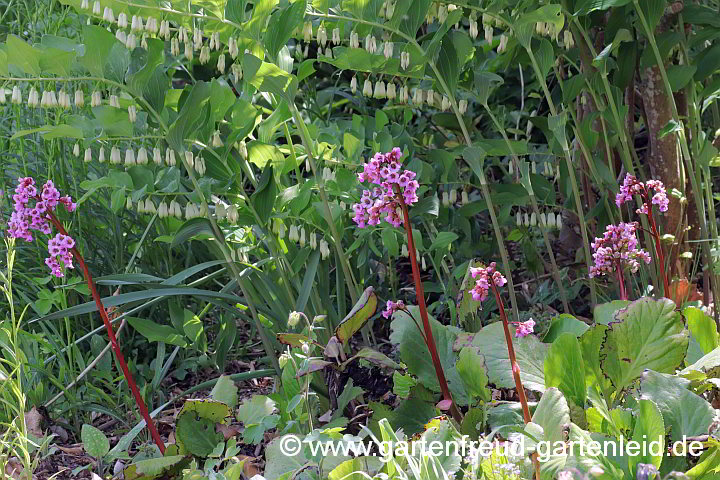 Polygonatum x hybridum 'Weihenstephan' (Garten-Salomonssiegel) mit Bergenia cordifolia (Bergenie)