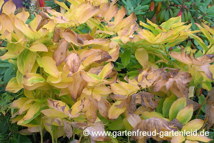 Polygonatum x hybridum 'Weihenstephan' – Garten-Salomonssiegel, Herbstfärbung