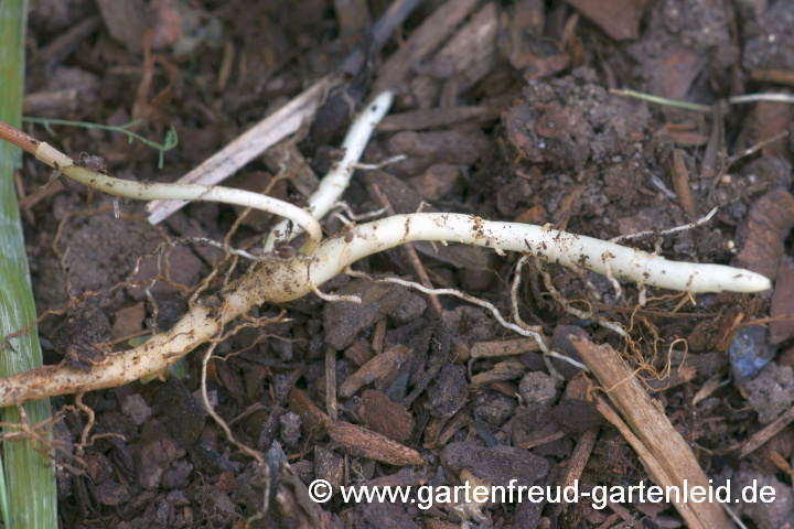 Rhizom von Polygonatum humile – Niedrige Weißwurz