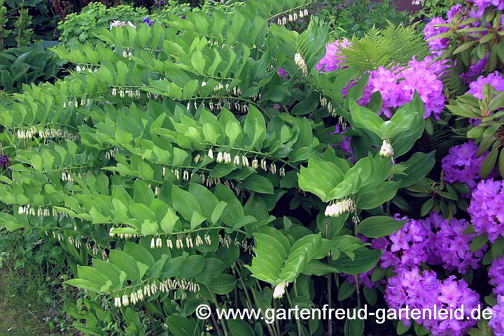 Polygonatum x hybridum 'Weihenstephan' – Garten-Salomonssiegel