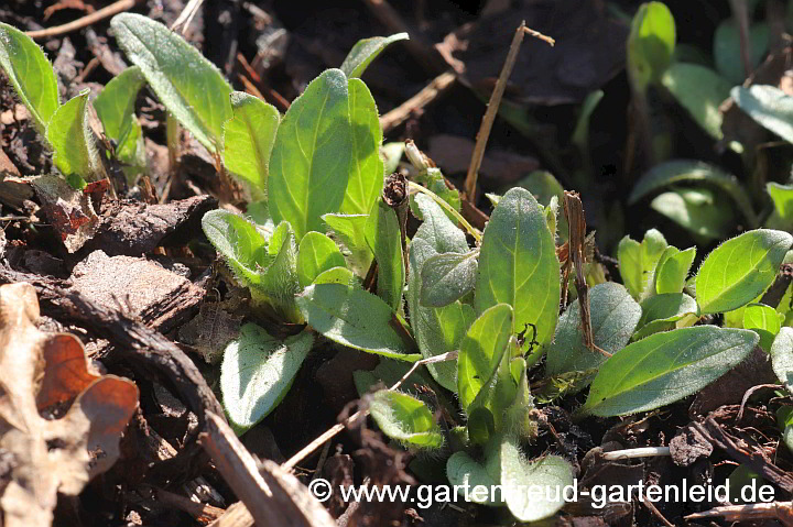 Prunella grandiflora (Große Braunelle) – Austrieb
