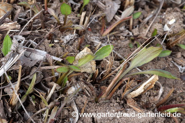 Rudbeckia subtomentosa – Schwachfilziger Sonnenhut, Austrieb