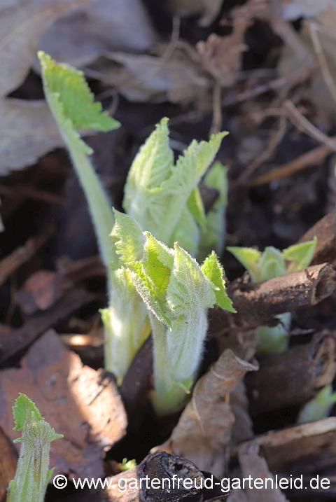 Salvia glutinosa (Klebriger Salbei) – Austrieb