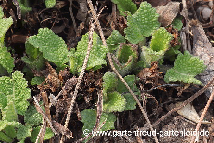 Salvia nemorosa 'Mainacht' (Steppen-Salbei, Hain-Salbei)  – Austrieb