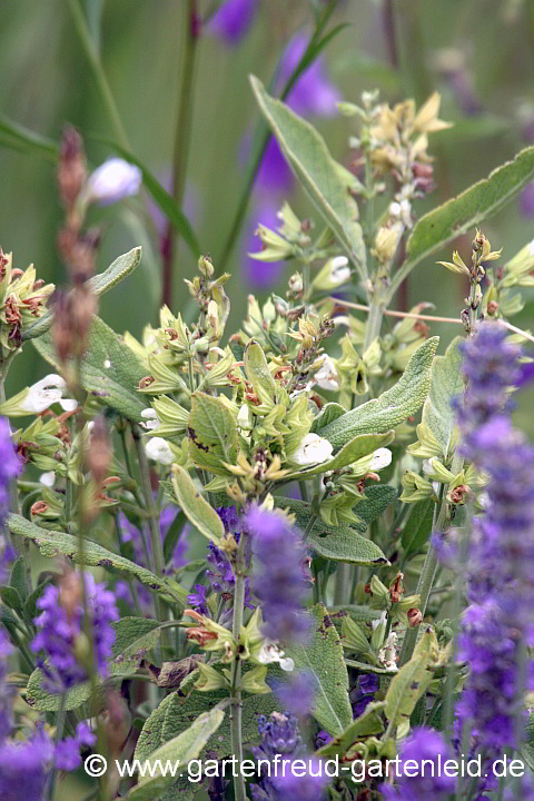 Salvia officinalis 'Albiflora' (Echter Salbei) und Lavandula angustifolia (Lavendel)